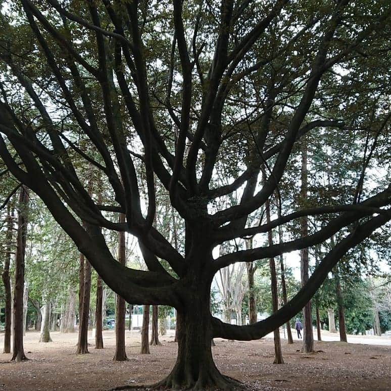 安倍昭恵のインスタグラム：「久しぶりに代々木公園でジョギング、そのまま代々木八幡で初詣  今年もよろしくお願い致します！」
