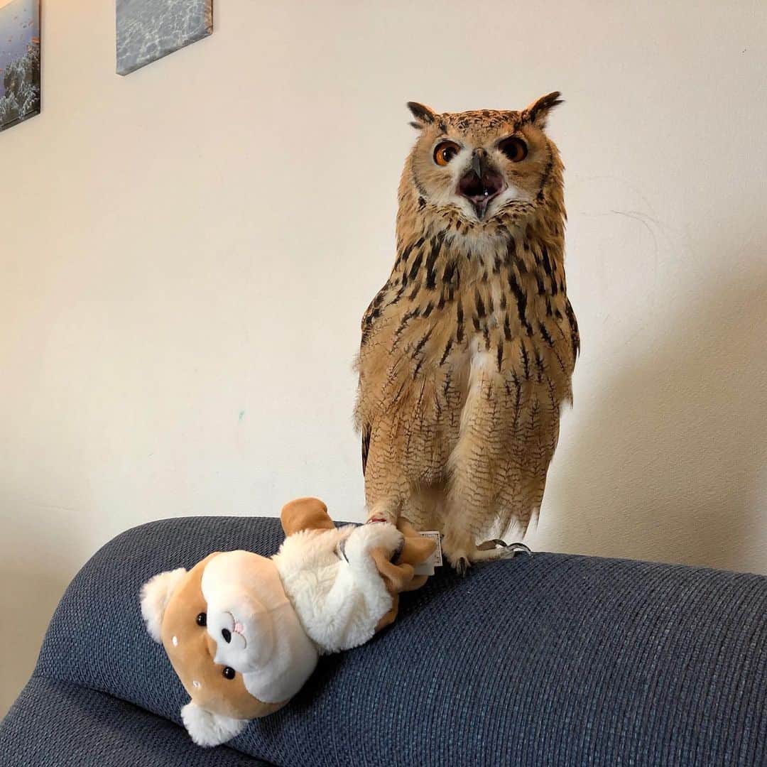 GEN3 Owlのインスタグラム：「ｶﾞｵｰｰｰｰｰ!! Screeam!! #owl #owlgaru」