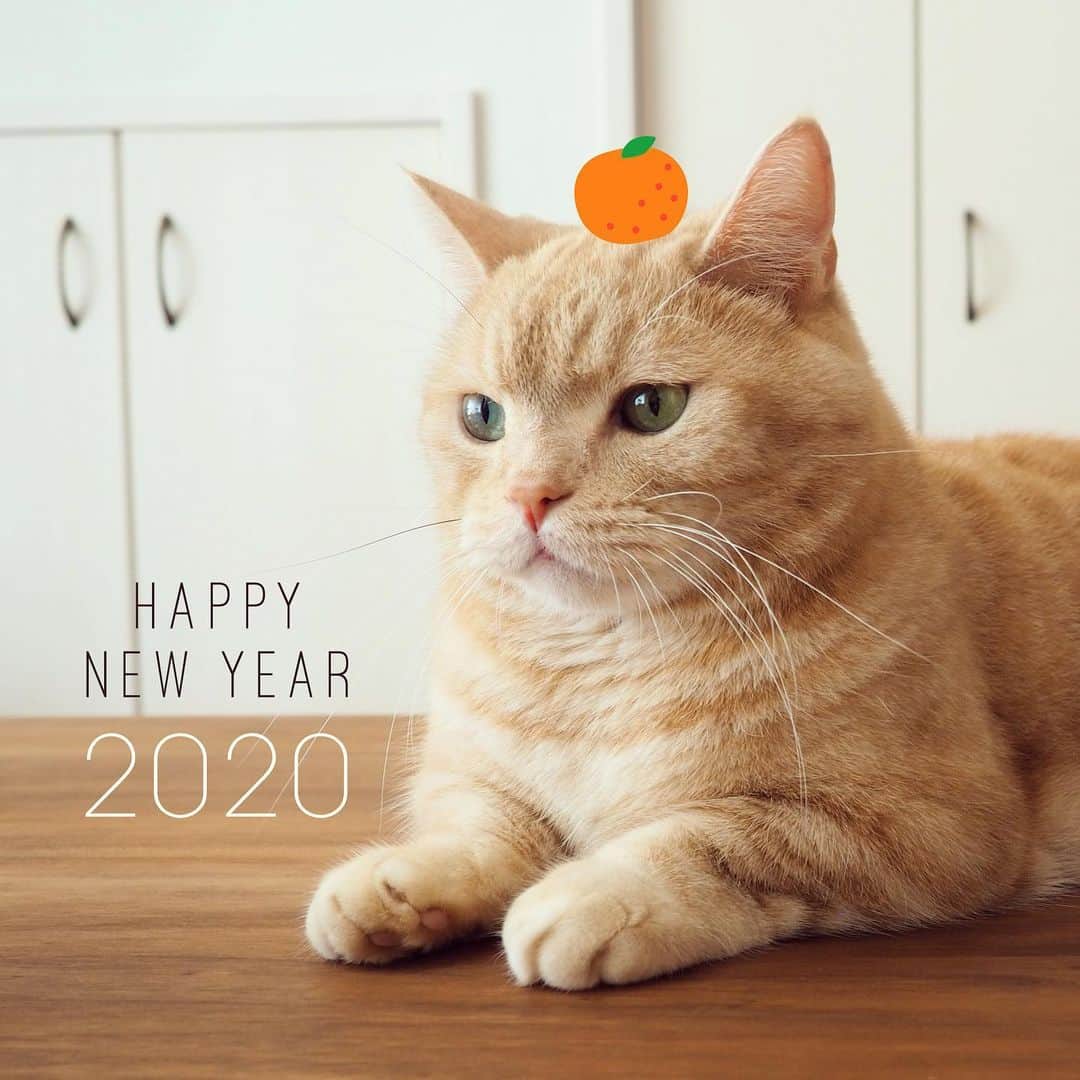 ぷーのインスタグラム：「HAPPY NEW YEAR🐈 . あけましておめでとうございます！ 2020年もぷーちゃんをよろしくお願いいたします🐱 . #happynewyear」