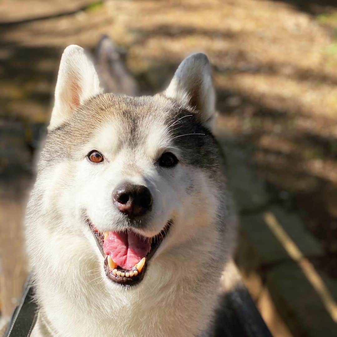 プピプピ文太さんのインスタグラム写真 - (プピプピ文太Instagram)「今日、公園で女の子にちょっと撫でられて嬉しそうだったよ  #siberianhusky #husky #dog #犬　#シベリアンハスキー」1月4日 11時31分 - pupipupi_pupipi