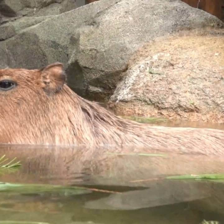 世界淡水魚園水族館 アクア・トト ぎふのインスタグラム：「縁起の良い松湯で、カピバラたちも気持ちよさそうな表情。 松の葉を咥えてみたり、お湯の中に潜ったり、元気いっぱいのカピバラたちです！  #アクアトト #アクアトトぎふ #アクアトト岐阜 #カピバラ #capybara #hydrochoerushydrochaeris」