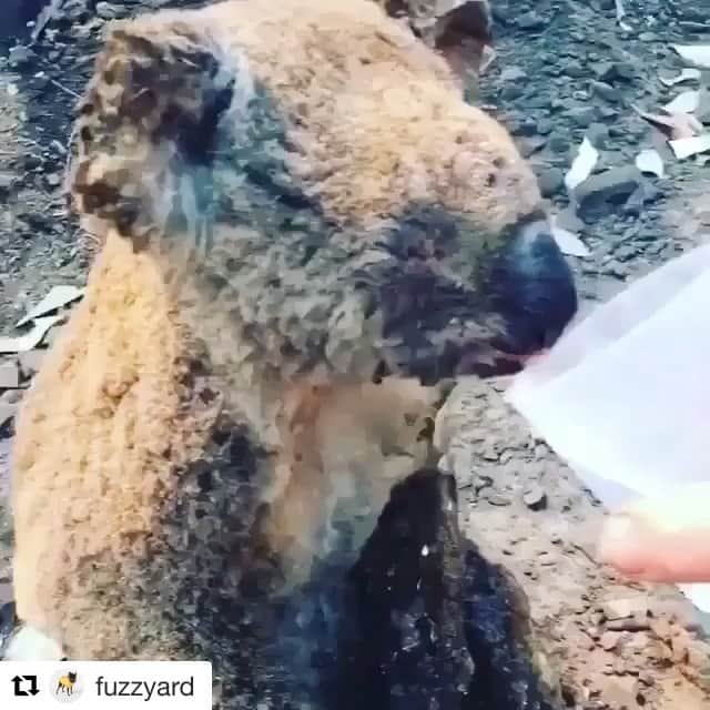マーシャ・トマソンのインスタグラム：「#Repost @fuzzyard ・・・ 🚨URGENT HELP NEEDED🚨 ⠀⠀⠀⠀⠀⠀⠀⠀⠀ This isn’t something we ever thought we’d be sharing and is more serious than our usual kind of content. ⠀⠀⠀⠀⠀⠀⠀⠀⠀ It has headlined news outlets across the world, Australia is on fire. ⠀⠀⠀⠀⠀⠀⠀⠀⠀ Our hearts break as reports of up to 500 million animals are feared to have died in the current bushfires that are ravaging Australia. Some species, already endangered, have now been pushed to the brink of near extinction. ⠀⠀⠀⠀⠀⠀⠀⠀⠀ According to state fire authorities, more than 5.1 million hectares have already been lost. ⠀⠀⠀⠀⠀⠀⠀⠀⠀ To put that in perspective, the 2019 fires in the Amazon rainforest burnt under a million hectares and California’s deadliest ever fire in 2018 burned about 62 053 hectares. ⠀⠀⠀⠀⠀⠀⠀⠀⠀ Countless innocent lives and land have been lost and we are appealing to you. Below are some organisations that urgently need your help and support! 🐨💛🇦🇺 ⠀⠀⠀⠀⠀⠀⠀⠀⠀ @wireswildliferescue - Website: https://www.wires.org.au ⠀⠀⠀⠀⠀⠀⠀⠀⠀ @wildlifevictoria - Website: https://www.wildlifevictoria.org.au/ ⠀⠀⠀⠀⠀⠀⠀⠀⠀ @wildtofree - Website: https://wild2free.org.au ⠀⠀⠀⠀⠀⠀⠀⠀⠀ @portmacquariekoalahospital - Website: https://www.koalahospital.org.au ⠀⠀⠀⠀⠀⠀⠀⠀⠀ @friends_of_the_koala - Website: https://www.friendsofthekoala.org ⠀⠀⠀⠀⠀⠀⠀⠀⠀ Northern Rivers Wildlife Carers Inc, NSW www.wildlifecarers.com ⠀⠀⠀⠀⠀⠀⠀⠀⠀ Koalas In Care Inc., NSW Website: www.koalasincare.org.au ⠀⠀⠀⠀⠀⠀⠀⠀⠀ FAWNA NSW INC, Website: www.fawna.org.au ⠀⠀⠀⠀⠀⠀⠀⠀⠀ @therescuecollective Website: www.therescuecollective.com ⠀⠀⠀⠀⠀⠀⠀⠀⠀ @wildliferescue.sunshinecoast - Website: http://www.wildliferescuesunshinecoast.com.au/ - 🌍👉@morgan_pelt @worldanimalnews_ @peace_4animals」