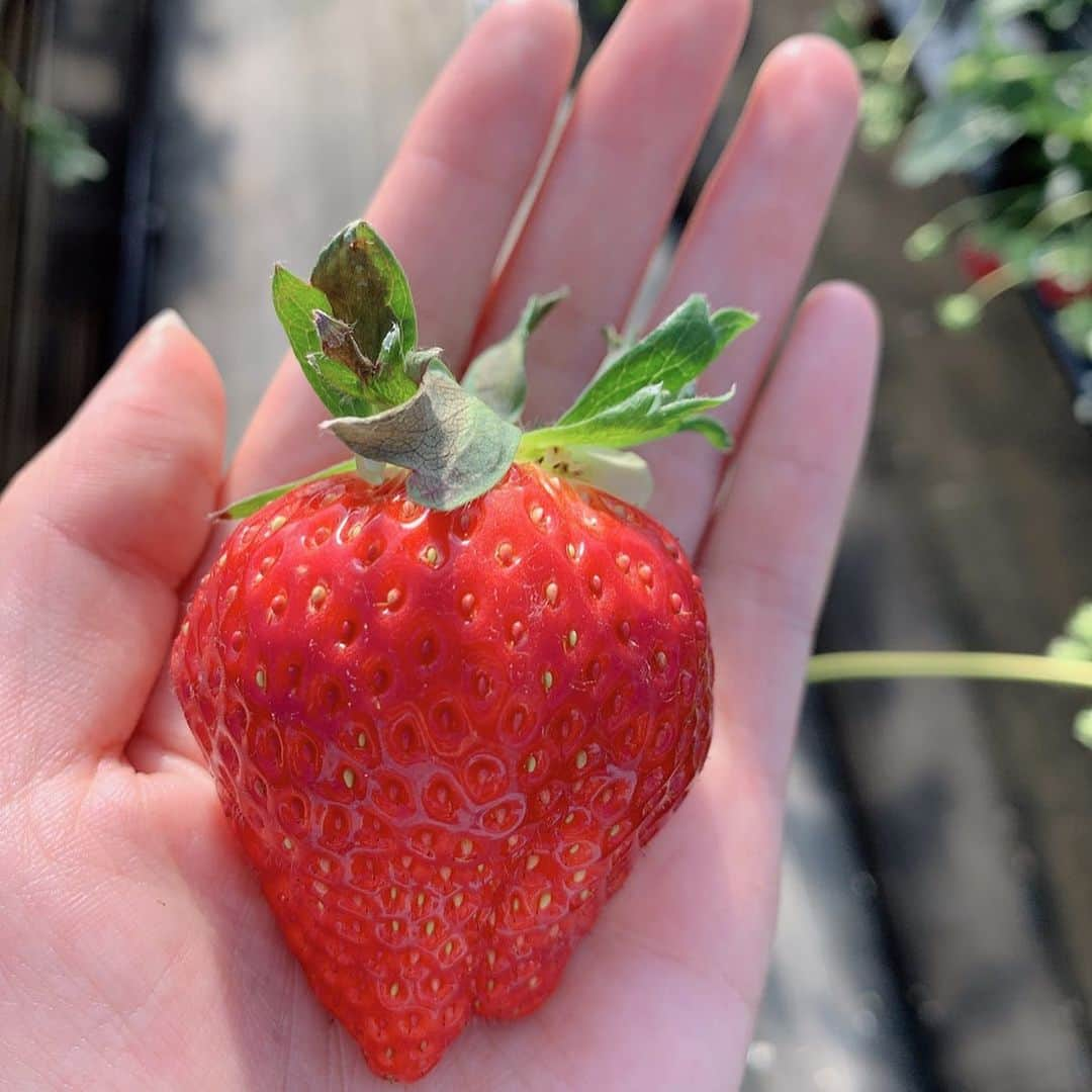 有村実樹さんのインスタグラム写真 - (有村実樹Instagram)「🍓﻿ 今年も年明け早々、家族でイチゴ狩りへ🚗﻿ ﻿ ﻿ 父も主人も私も、みんな夢中で苺を食べまくり😆﻿ ﻿ とっても大きくて、上から下まで丸ごと甘いとちおとめ&とちひめ。﻿ ﻿ 美味しかったー♪﻿ ﻿今年は何回イチゴ狩りにこられるかしら💕  #とちおとめ #とちひめ #イチゴ狩り #いちご狩り #栃木 #栃木県 #鹿沼 #家族 #family #happy #夫婦 #里帰り #お正月　#正月 #いちご」1月4日 12時33分 - arimura_miki