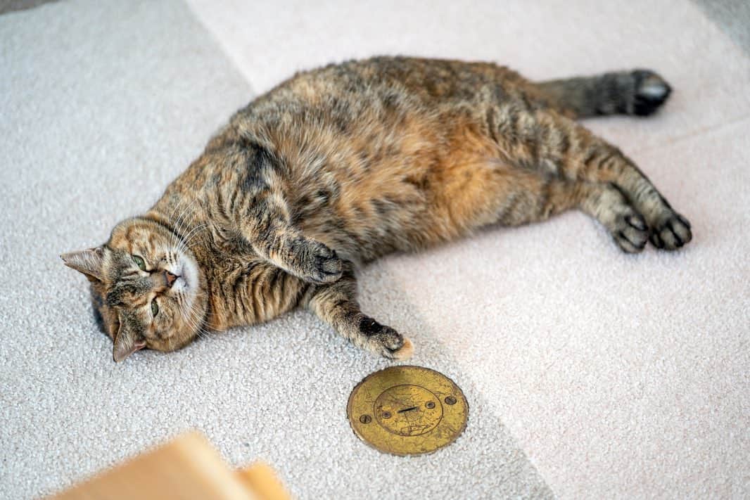 プンクマさんのインスタグラム写真 - (プンクマInstagram)「おもちがぐっすりで石ちゃんがハッスル。 #保護猫カフェおむすび #たぬきねこ石松 #モチモチおもち」1月4日 12時55分 - pnkm913