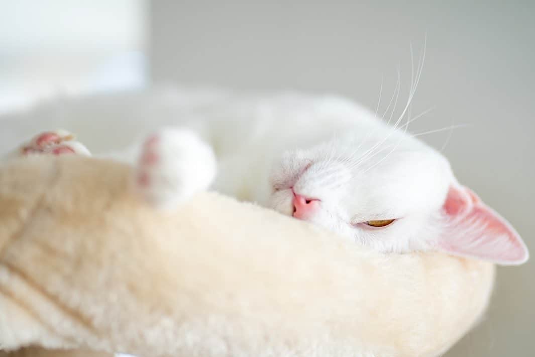 プンクマさんのインスタグラム写真 - (プンクマInstagram)「おもちがぐっすりで石ちゃんがハッスル。 #保護猫カフェおむすび #たぬきねこ石松 #モチモチおもち」1月4日 12時55分 - pnkm913