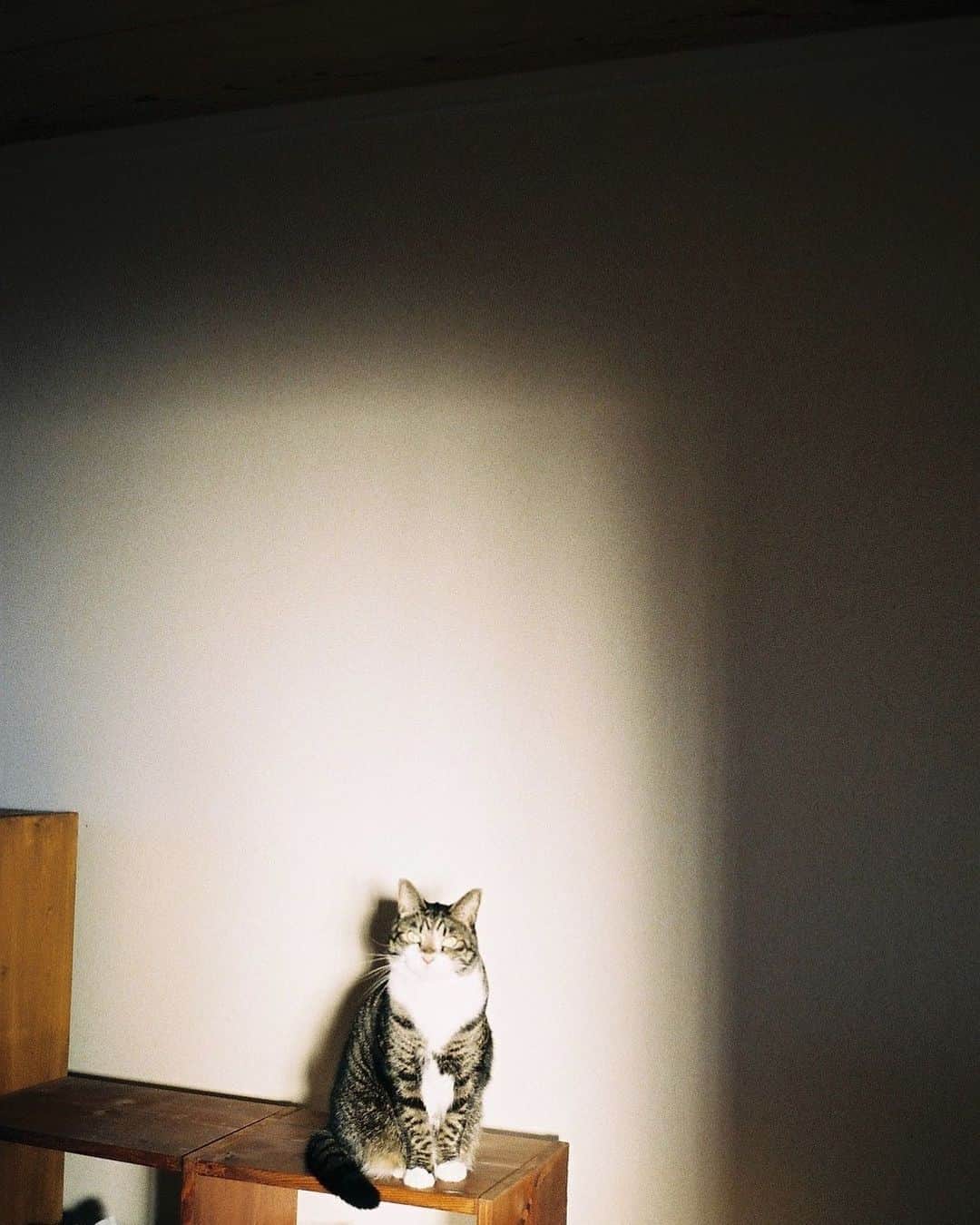 岸茉莉さんのインスタグラム写真 - (岸茉莉Instagram)「✨🐈✨」1月4日 13時15分 - kishi_mari