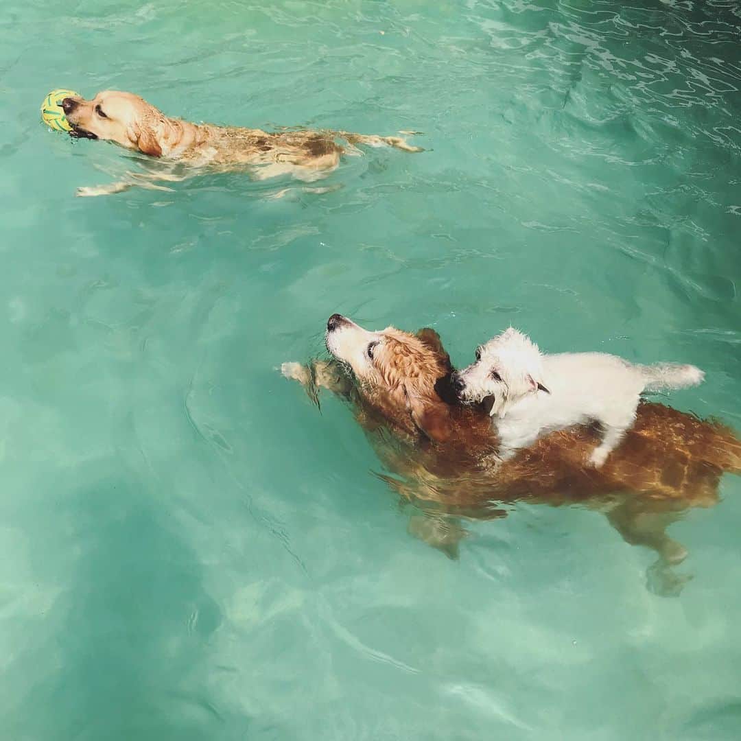 Hoykong&Plamuekのインスタグラム：「First swim of 2020 They are 11 years old already. Still healthy and happy❤️ #hkpm #hoykong #plamuek_westies」
