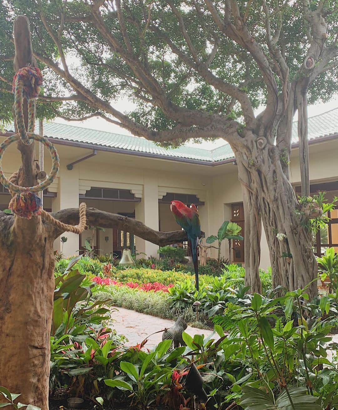 Remiさんのインスタグラム写真 - (RemiInstagram)「The Garden Island🌈🌴 @grandhyattkauai  泊まりたいホテルにステイするのも旅の目的の一つ💓 カウアイ島で泊まったホテルは、グランドハイアットカウアイ。 「ガーデンアイランド」と呼ばれるカウアイ島をまさに体現した緑溢れる美しいリゾートでした🌴🌺. . 広い庭園やプールに、海水ラグーン、プライベートビーチなど、散歩するだけでも楽しくて、丸一日リゾートを一歩も出ずに過ごせます🍹 ウミガメやモンクシールに会えるポイプビーチも近くて良かった🏖🐢. . .  #グランドハイアットカウアイ #カウアイ島 #ハワイ  #grandhyattkauai #grandhyatt #kauai #hawaii #gardenisland  #lovetabi #lovetabi_hawaii」1月4日 13時56分 - remi_912