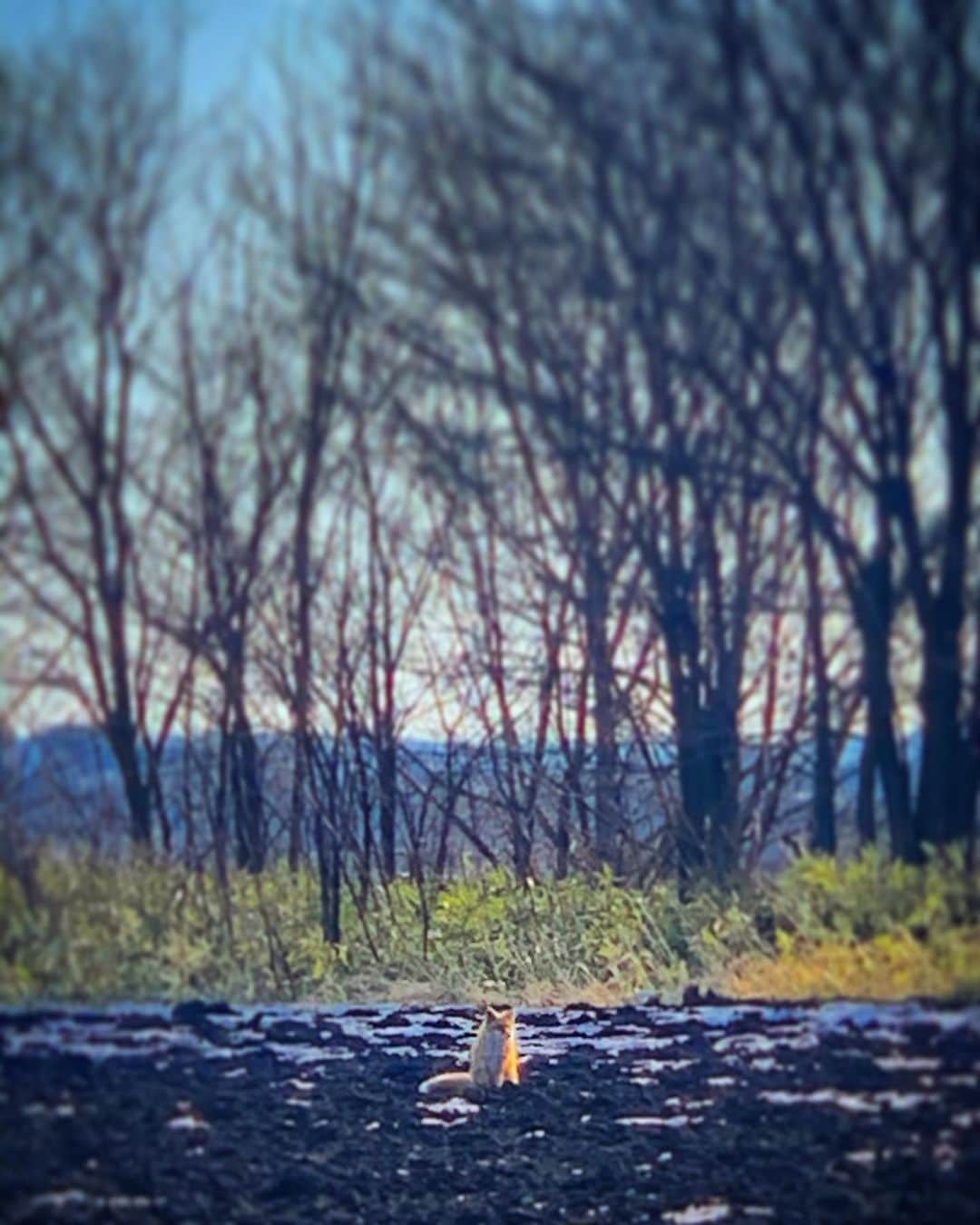 澤田友美さんのインスタグラム写真 - (澤田友美Instagram)「. Fox🦊💕キタキツネ . ひなたぼっこしてるのをみつけた😽 ふわっふわだった。 . ふと右をみたらキタキツネがこっちを見てて 左をむくとネコがこっちをみてた。笑 すみません、人間が通ります🤫 👩🏼👧🏼👩🏼 . 小鳥も集まってきた😳 キツツキ🐧 ただいま。 . #こちら北の国から #キタキツネ  #しっぽふわっふぁ #Hokkaido #nature#fox」1月4日 14時06分 - tomomi__sawada