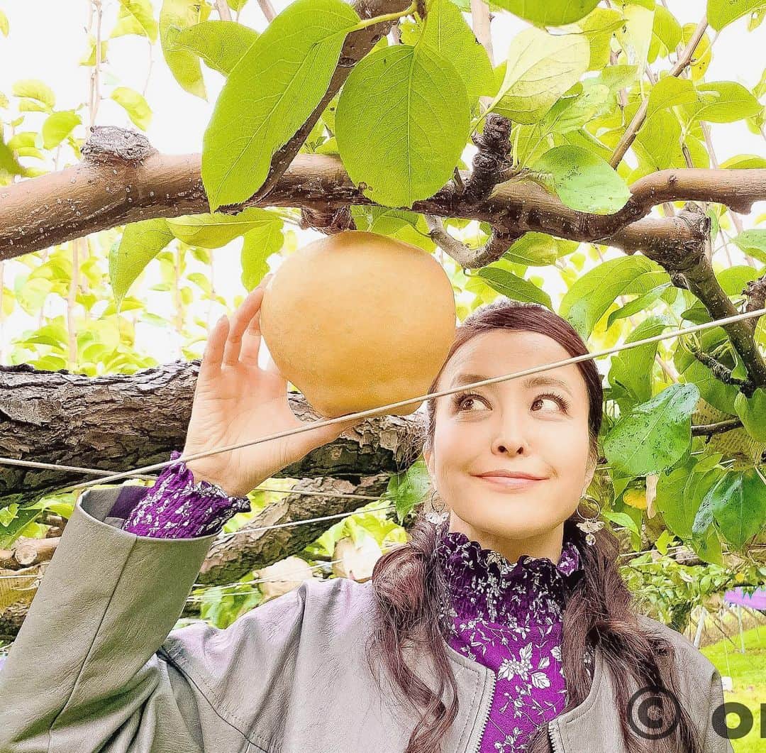 大桃美代子さんのインスタグラム写真 - (大桃美代子Instagram)「愛宕梨が新潟から届きました。  久保田農園さんのビックな梨。  みずみずしくて、さくっとした歯触りが気持ちいい。  熟成した甘い梨。  二か月前に収穫して、熟成させ、  食べ頃は年明け、、、と美味しい時期に送っていただきました。  台風にも負けない、落ちない梨。  落ちなし。  縁起いいですね。  幸せ〜。🌈 ありがとうございました😊。 梨狩りin 新潟 https://youtu.be/cJP8wZuP7u8  #愛宕梨#梨#新潟#久保田農園#果樹#新潟の梨は美味しい#農業#新潟グルメ @niigata_prefectural_tourism」1月4日 14時18分 - miyoko_omomo
