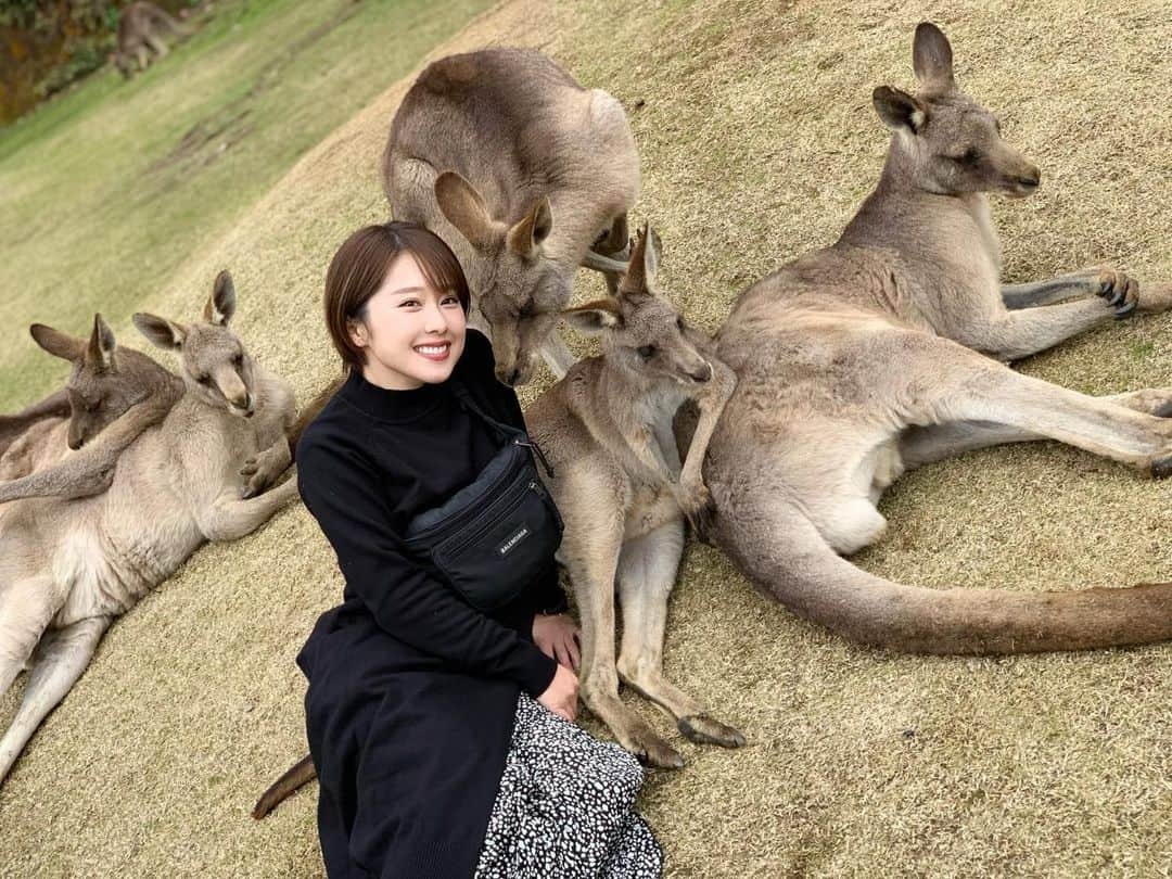 峰麻美さんのインスタグラム写真 - (峰麻美Instagram)「カンガルー可愛すぎなので、2020年はカンガルーをもっと推していきたい🦘  #zoo #animals  #kangaroo  #biopark #trip #travel #長崎バイオパーク #カンガルー #オオカンガルー #エサに貪欲 #でもとても穏やか #意外と獣臭くない #たまに本気の殴り合いしてる」1月4日 14時21分 - asaaaaami.0702