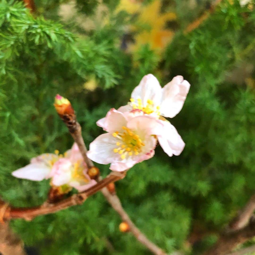 藤田朋子さんのインスタグラム写真 - (藤田朋子Instagram)「サクラサク🌸 花は涼しいところが良いだろうと玄関に置いていましたが、花瓶を切り花と分けて、こちらはリビングに持ってきました🌸 すると一晩のうちに咲きました🌸  とても幸せな気持ちになりました🌸  #桜 #サクラ #サクラサク #桜が良いね #日本の花 #やはり好き ＃flowers #cherryblossom #bloom #happy」1月4日 14時48分 - chiendormant