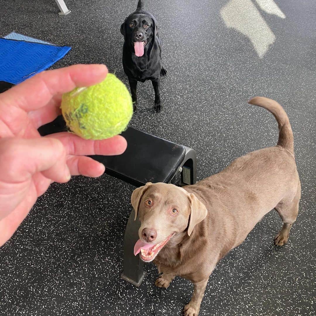 ストーン・コールド・スティーブ・オースチンのインスタグラム：「Labrador Retrievers are some of the best dogs in the world. But they are terrible workout partners. Between hogging the benches and demanding tennis ball throws they can definitely give you plenty of rest between sets.. Moolah is a 6.5 year old Silver Lab and Cali is a 2.5 year old Black Lab. Both females. They are best friends and constant companions. Cali has turned into my “Truck Dog”. She pretty much goes everywhere with me. She has a ways to go to reach Hershey the Wonder Dog status, but she’s on her way. Moolah is probably the smartest of all the dogs we have had. She loves to ride in her bed on the drive between CA and NV and can pretty much read your mind. One of a kind.  If you’re a dog person, you get it.. #doglife #doglover #blacklab  #silverlab #bestfriends  #labsofinstagram #nevada #california」