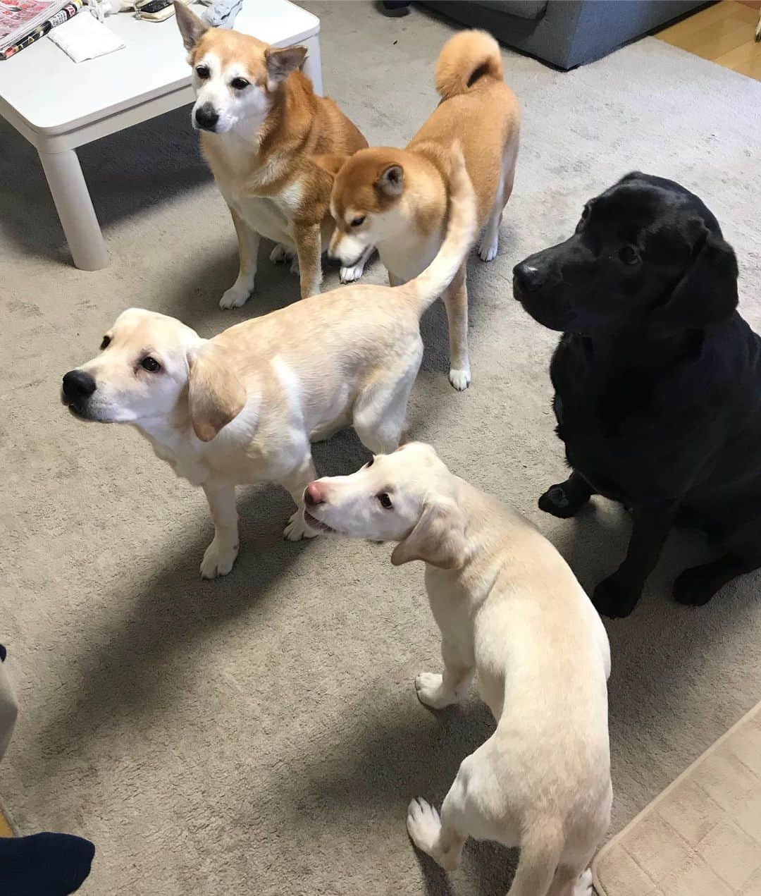 高橋みゆきのインスタグラム：「大集合🐶🐶🐶🐶🐶 #ハル #ハク #クー #クリ #クラ吉」