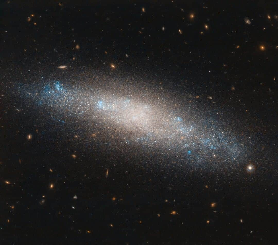 NASAさんのインスタグラム写真 - (NASAInstagram)「This spiral galaxy (NGC 4455) is located in the constellation Coma Berenices (Berenice’s Hair). This might sound odd — and it is somewhat unusual.  It’s the only modern constellation to be named in honor of a real person from history: Queen Berenice II of Egypt.  The story of Queen Berenice II is an interesting one. A ruling queen of the ancient Greek city of Cyrene in modern-day Libya, and later a queen of Ptolemaic Egypt through her marriage to her cousin Ptolemy III Euergetes, Berenice became known for sacrificing locks of her hair as an offering to ensure her husband’s safe return from battle. Her husband did indeed return safely, and her hair, which she had left in a Zephyrium temple, had disappeared — it had apparently been stolen and placed among the stars.  Should it be located in NGC 4455, it traveled a long way. The galaxy is about 45 million light-years away. This image was taken by the NASA/ESA Hubble Space Telescope’s Advanced Camera for Surveys.  Image credit: ESA/Hubble & NASA, I. Karachentsev et al. #nasagoddard #space #science #Hubble」1月5日 1時27分 - nasagoddard