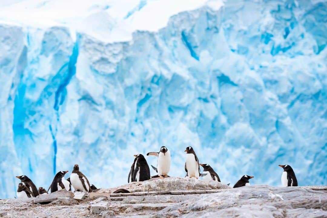 National Geographic Travelさんのインスタグラム写真 - (National Geographic TravelInstagram)「Photo by @KristaRossow | I think Neko Harbour in Antarctica might be one of the most stunning places for a penguin colony. These gentoo penguins go about their business of making rock nests, laying eggs, and rearing chicks with the stunning background of a tidewater glacier. For more penguins, follow me @KristaRossow. #penguins #Antarctica #glacier」1月5日 2時07分 - natgeotravel