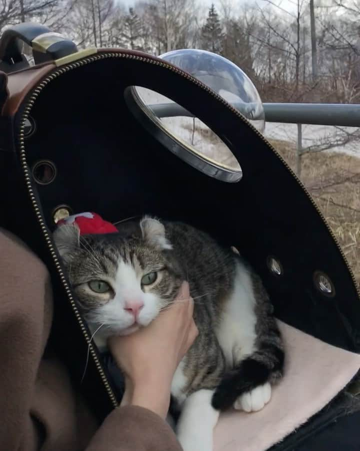 スノーのインスタグラム：「How is your #newyear holiday? I had a good time with my human in countryside and I enjoyed my rope way ride! • Caution: dangerous action, don’t imitate‼️There is a leash to prevent Snow getting off the carrier and we rode the ropeway many times with the carrier closed until Snow got used to it. Don’t try if your cat has no experience of #ropeway 🚠 • #goeverywherewithyou  #catsofinstagram #cats_of_instagram #catstagram #meowed #cat #cats #kucing #gato #chat #catloversclub #catlover #9gag #weeklyfluff #pleasantcats #kedi #katze #kawaii #neko #instagramjapan #고양이 #кот #แมว #猫 #ふわもこ部 #ペコねこ部」