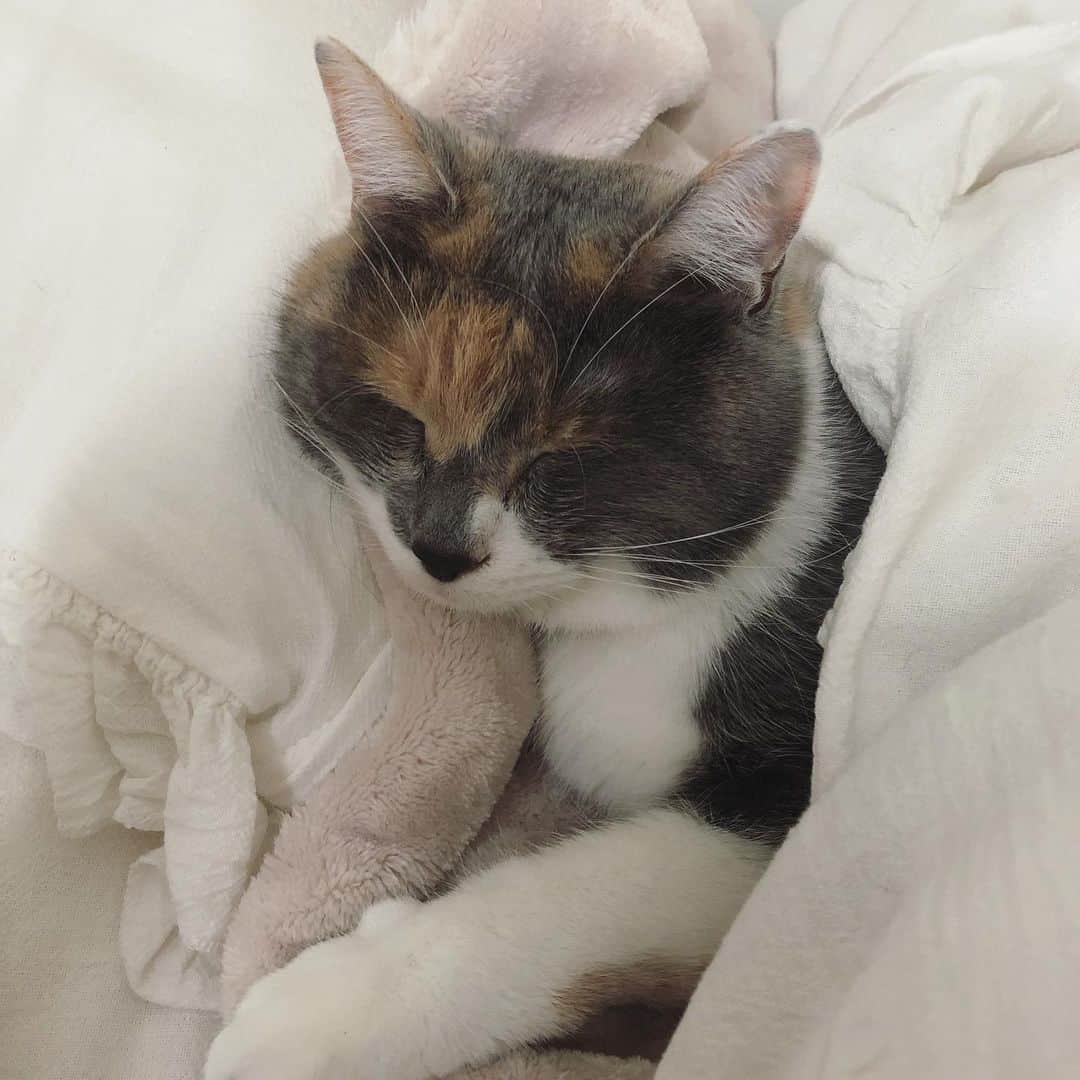 藤崎奈々子さんのインスタグラム写真 - (藤崎奈々子Instagram)「我が家のお姫様キナコちゃん 眠くなるとベッドに来て自分で 上手にお布団かぶって、枕に頭を乗せて寝ます💤 ・ でも、まだまだ赤ちゃん気分なので眠い時は必ず毛布をフミフミします ・ 可愛いな💕 と思って見てたらいつの間にか寝てた ・ #三毛猫#保護猫#にゃんすたぐらむ#ねこのいる生活#ねこのいる暮らし#ふみふみ動画#赤ちゃん気分が抜けない#寝落ち#お正月」1月4日 18時10分 - nanakofujisaki