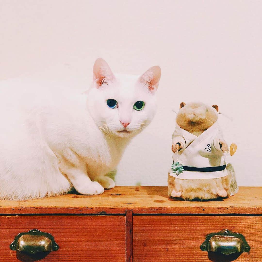 omomuroniさんのインスタグラム写真 - (omomuroniInstagram)「🎍謹賀新年🎍  そろそろ動き出さないとね。 健やかに、おおらかに、ゴキゲンに。 2020年もどうぞよろしくです。 . 🐭っぽいものを探したら オリンピックイヤーな感じのがいました ねずみというよりハムスターですが。  なんかヌンチャク？みたいなの持ってますが。 「忍」が「怨」みたくなってますが。 . ▶︎▶︎追記 ちなみにこれ電池入れると動きます。 今はじめて入れてみたんですけど、 予想の斜め上でした (ストーリーにあげときます)  #今週の雑貨 🧸 #dancinghamster #gemmyindustries 🇺🇸 #オス猫と押忍ねずみ 🥋 #今年も #撮ってると写り込みにくるシリーズ 👀 #nuco_ivy 🐈 #なんか妙にムチムチしてる」1月4日 18時26分 - omomuroni