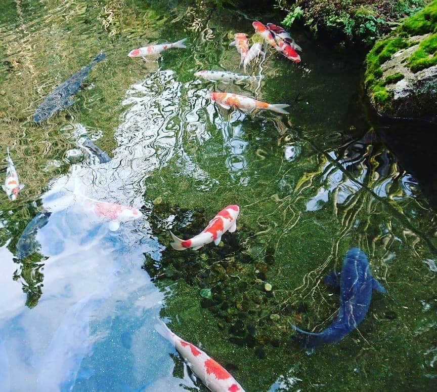 伊勢みずほさんのインスタグラム写真 - (伊勢みずほInstagram)「今年の温泉入浴初めは村杉温泉の長生館さんにおじゃましました☺️ ラジウム豊富な泉質✨ 術後の傷が気になる女性にも優しいお宿です♨️ 入浴後はラジウム温泉水で入れた珈琲☕びっくりするくらいまろやかで美味しかったな✨  新潟には本当に素敵な温泉、お宿がたっくさんありますね！今年も様々なお湯巡り✨お出掛けするのが楽しみです☺️ #新潟県 #村杉温泉 #長生館 #温泉 #日帰り温泉 #宿 #ラジウム温泉 #ラジウムコーヒー #ピンクリボン #ありがとうございます😊 #温泉大好き #湯巡り #niigata #japan #spa  #雪がない #冬 #伊勢みずほ」1月4日 18時30分 - isemizuhoo