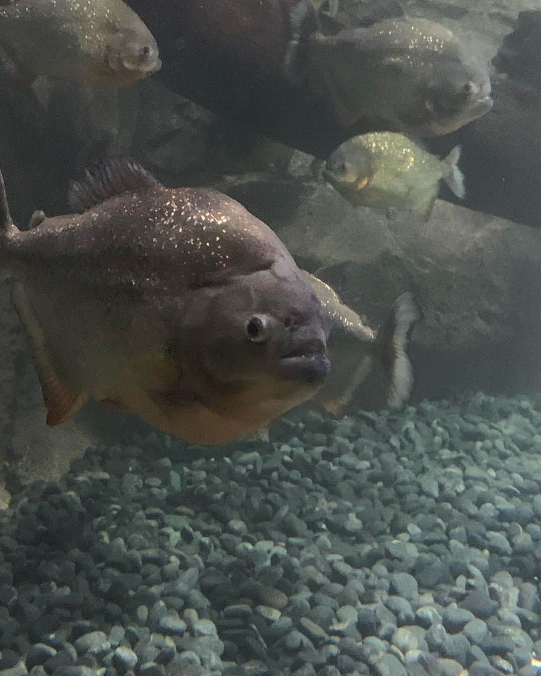 森なな子さんのインスタグラム写真 - (森なな子Instagram)「#ピラニア #虚無の目 #piranha #jakartaaquarium #indonesia #muajakarta」1月4日 18時33分 - nanako.m1988