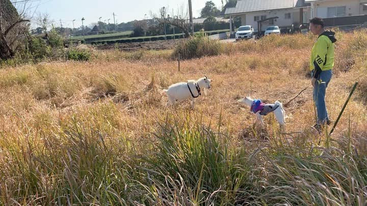 柴犬ハル&保護犬すずのインスタグラム