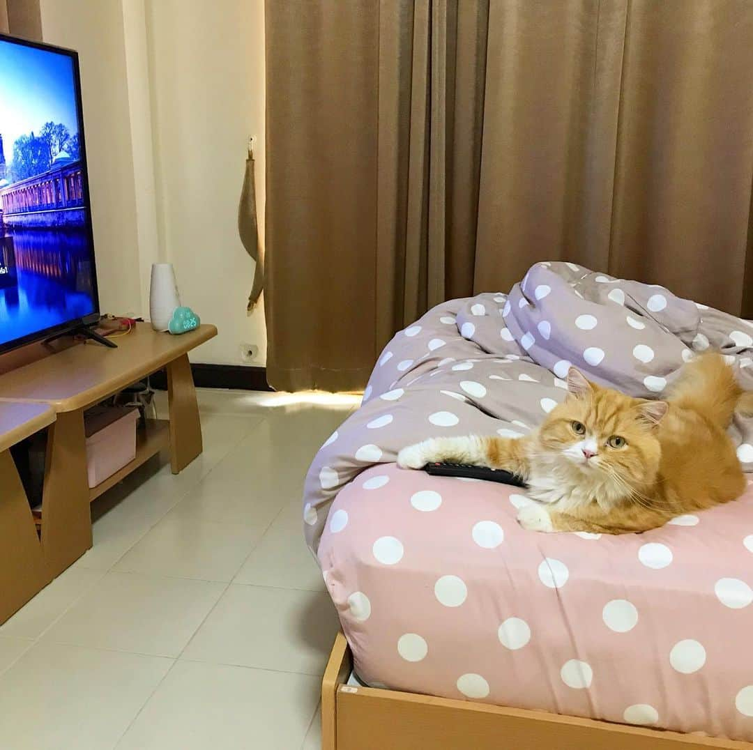 Haruさんのインスタグラム写真 - (HaruInstagram)「It’s Netflix time. Come join! #alexpussinboots」1月4日 18時51分 - haru_thecat