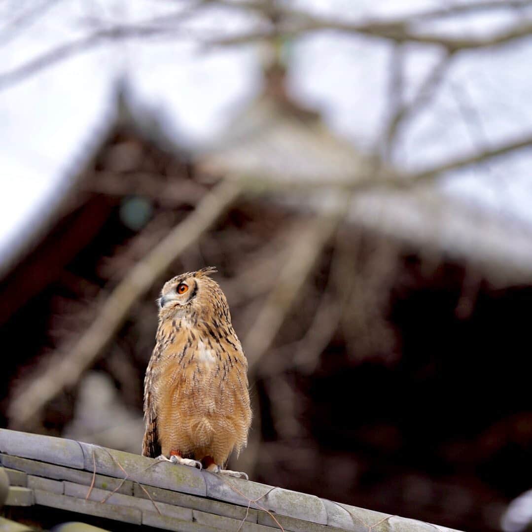 GEN3 Owlのインスタグラム：「神社にお詣りしてきたよ We went to a shrine. #owl #owlgaru」