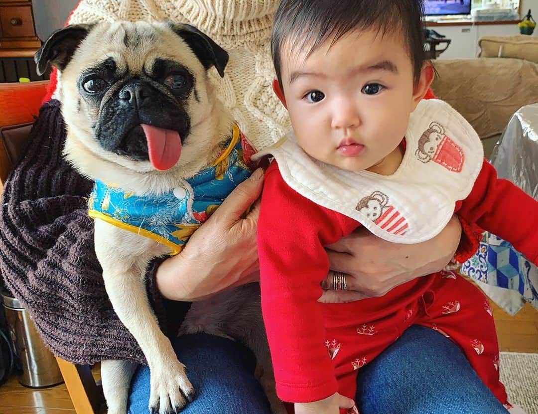 のインスタグラム：「💖 . かわいい犬と姪に癒されるとっても幸せな里帰りでした🥰 . 実家の母も2人を抱えて幸せそうだった🥰🥰🥰 . .  #happynewyear#あけおめ#ことよろ#2020#newyears2020#newyearsday#お正月#帰省#実家#青森#八戸#パグ#ペット#つくね#パグ#叔母もも#おばもも#犬#イッヌ#baby#お年玉#新年#子守」