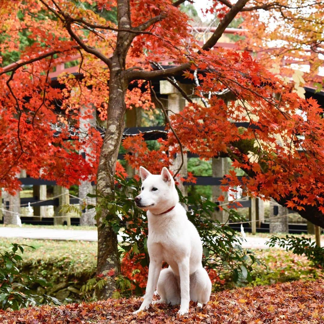 のインスタグラム：「ぶらり参拝旅のヒント🐕﻿ ﻿ 世界文化遺産にも登録されている丹生都比売神社。2017年にご神犬として奉献された紀州犬・すずひめ号（メス）は、毎月16日の月次祭の日に神前に参拝、その後一般公開されています！﻿ ﻿ 【Hanako_神社とお寺特集】﻿ #Hanako #Hanako_magazine #初詣 #お正月 #元旦 #神社 #寺 #お参り #椿大神社 #瀧尾神社 #湯泉神社 #縁結び#開運 #祈願 #パワースポット #お守り #おみくじ #和歌山旅行 #神社巡り#御朱印 #日帰り旅 #旅行 #女子旅 #タビジョ #temple #2020年 #子年 #丹生都比売神社 #ふわもこ部 #photoby_ShinnosukeYoshimori」