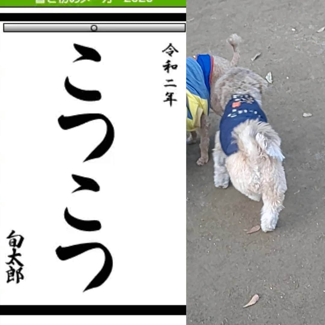 タンゲクンのインスタグラム：「今年はこれだな  #旬太郎くん」