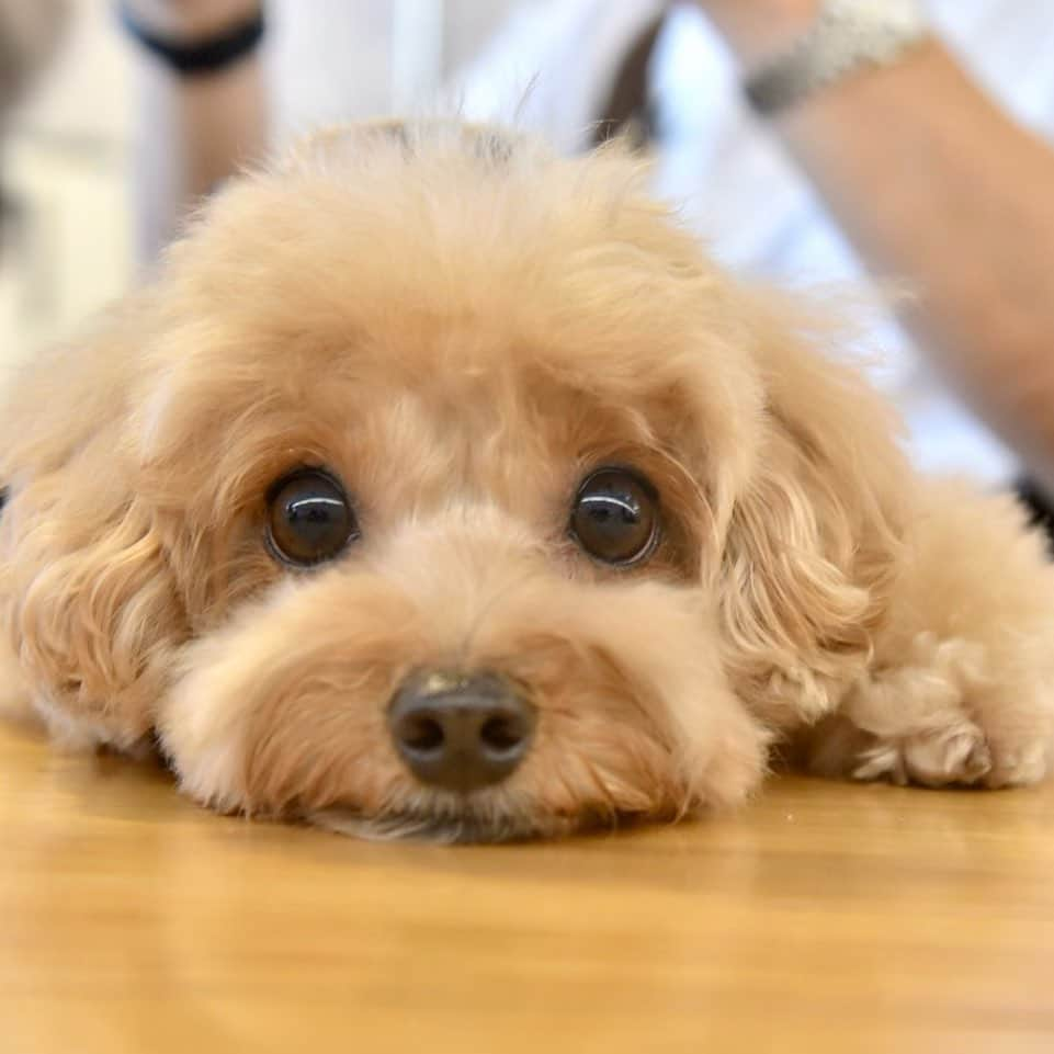 Truffle??松露?トリュフさんのインスタグラム写真 - (Truffle??松露?トリュフInstagram)「📆(4Jan2020) my signature #facedown pose 👀🙄 Hope you are all having a restful and blessed weekend!😘🥰 #happyweekend #1stweekend2020」1月4日 19時50分 - trufflethetrouble