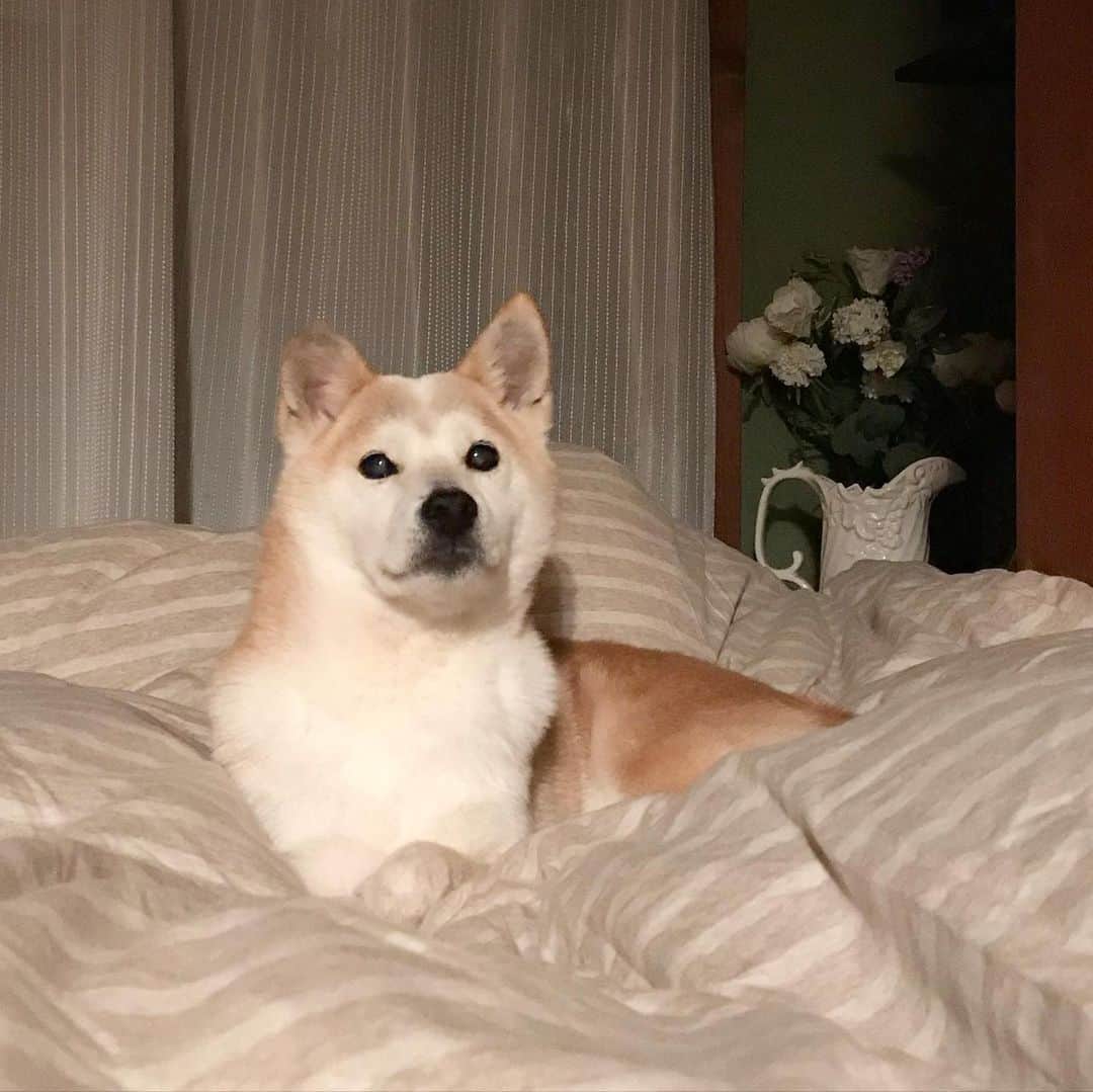 柴犬リリコのグルメインスタ