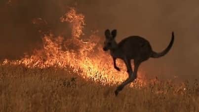 アレクサ・チャンさんのインスタグラム写真 - (アレクサ・チャンInstagram)「Almost 500 million animals have perished in the catastrophic Australian bushfires. I’ve added a link in my bio in case you’d like to donate to a wildlife rescue charity. RG @jordanaskill」1月4日 20時13分 - alexachung