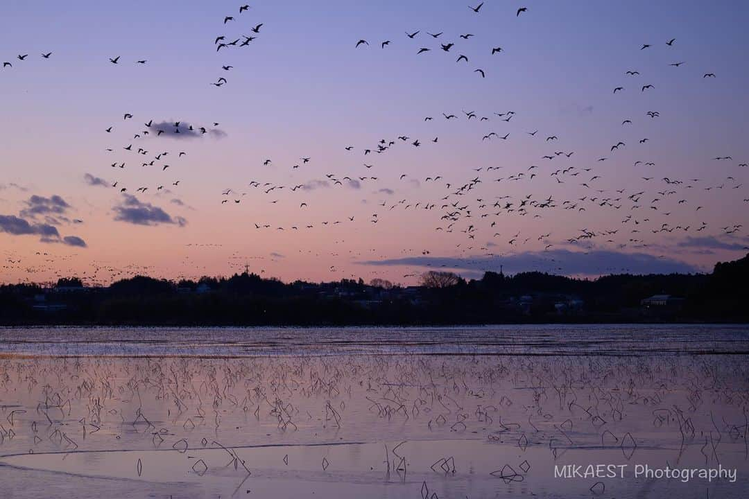 mikaestさんのインスタグラム写真 - (mikaestInstagram)「Before sunrise . ここの沼は夏は水面が見えないほど蓮の花が一面に咲くので、夏もオススメです😆 . . ９連休あった年末年始休暇でしたが…明日で終わりと知って愕然。あっという間に終わってもーた😂 . #HelloFrom #Miyagi #finetohoku2 #行くぜ東北 #冬のごほうびインスタキャンペーン #funfindtohoku #冬こそ宮城だっちゃ #宮城 #栗原 #伊豆沼 #マガン .」1月4日 20時27分 - mikaest