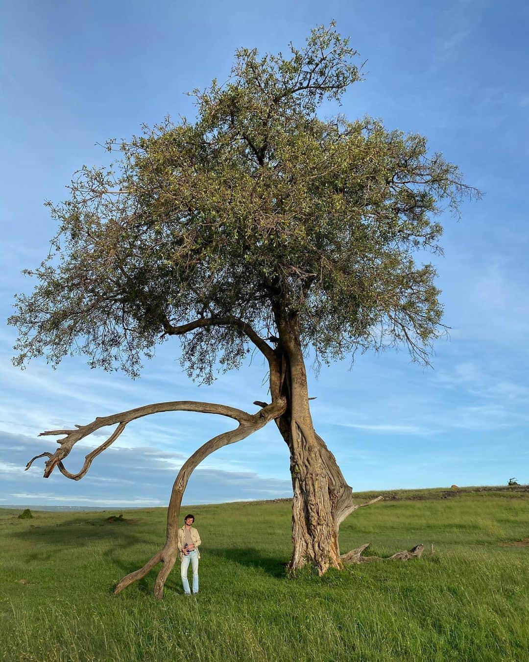 Jeanneのインスタグラム：「The Tree of Life 💚」