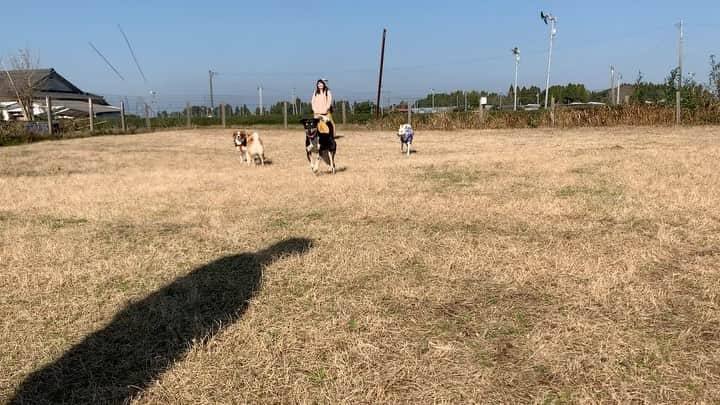 柴犬ハル&保護犬すずのグルメインスタ