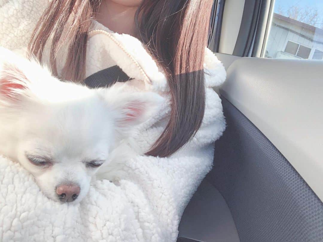 七海美紗さんのインスタグラム写真 七海美紗instagram 自 然 光 ペット 白 ホワイト White アリス 白チワワ チワワ 自然光 可愛い 愛犬 癒し 犬のいる暮らし 犬 いぬ いぬすきさんと繋がりたい 1月4日 21時38分 Misa 733