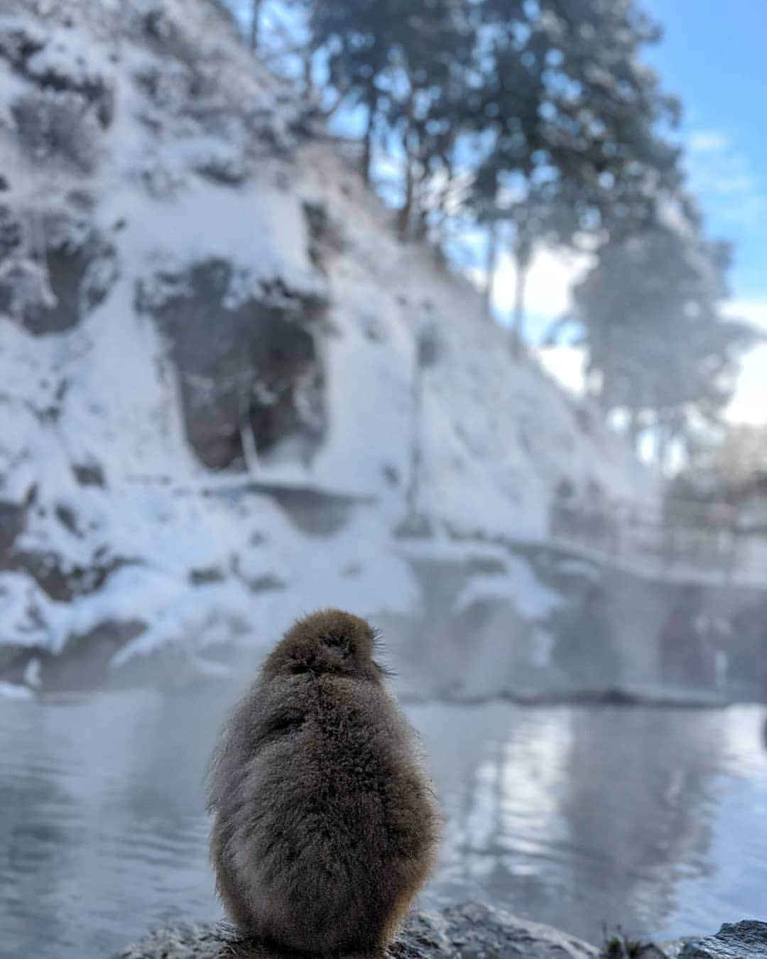 鍋島のぞみさんのインスタグラム写真 - (鍋島のぞみInstagram)「#snowmonkey お猿さんで有名な長野の地獄谷温泉へ♨ 見たことない数のお猿がいて 普通に温泉に出たり入ったりしててとても可愛いすぎた… （係の人曰く前日は一匹も入って無かったらしい。ラッキー🐒） #nofilter」1月4日 21時38分 - nozominabeshima