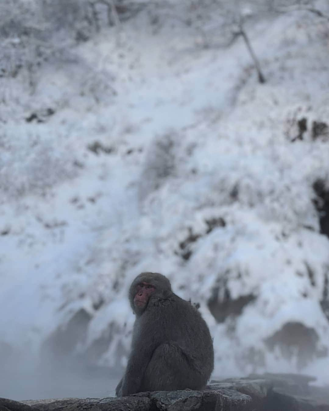 鍋島のぞみさんのインスタグラム写真 - (鍋島のぞみInstagram)「#snowmonkey お猿さんで有名な長野の地獄谷温泉へ♨ 見たことない数のお猿がいて 普通に温泉に出たり入ったりしててとても可愛いすぎた… （係の人曰く前日は一匹も入って無かったらしい。ラッキー🐒） #nofilter」1月4日 21時38分 - nozominabeshima