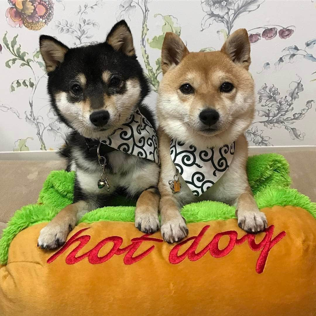 豆柴なつ&ふゆさんのインスタグラム写真 - (豆柴なつ&ふゆInstagram)「Twin hot dog🌭😂😂💕 なつふゆドッグ🌭😂😂💕 #ホットドッグ#hotdog #twins #dogsofinstagram  #柴犬#shiba #shibainu #shibagram  #shibalove#豆柴#mameshiba #japanesedog  #CuteDogs #🐕📷#dogstagram #dogoftheday #instadog #instashiba #柴犬マニア#shiba_snap #犬ら部 #犬バカ部 #ふわもこ部 #instacute #pecoいぬ部 #instafollow  #柴#mofmo #シバフル」1月4日 21時48分 - mameshiba.natsuinu56