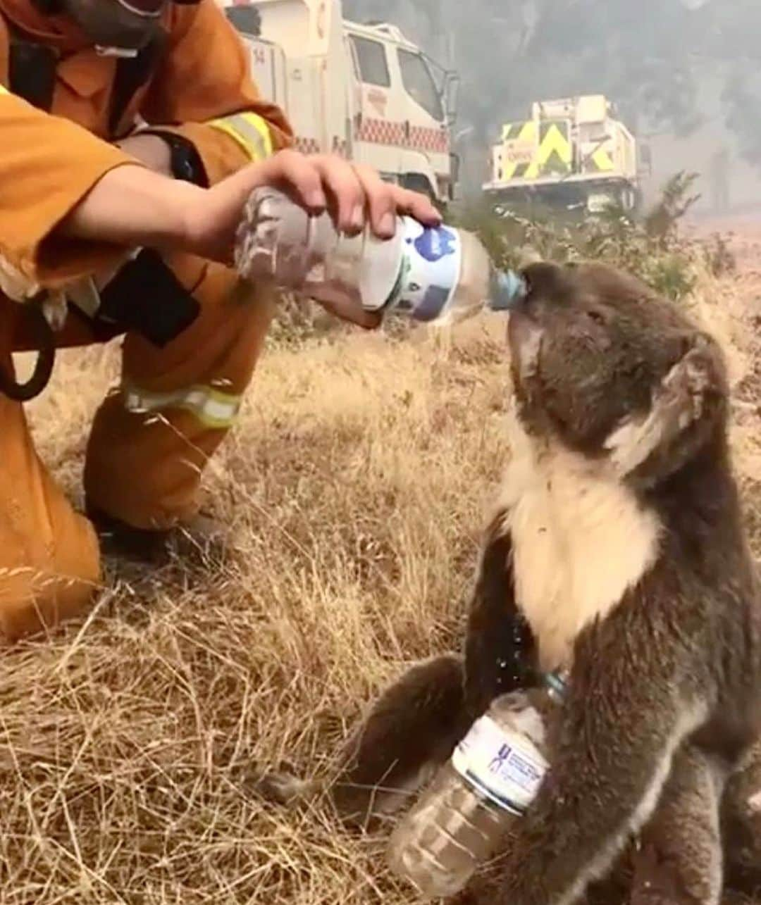 NICOLAS SIMOESさんのインスタグラム写真 - (NICOLAS SIMOESInstagram)「These images makes me sad and speechless. Half of billion animals has died and over 20 millions hectares has burnt. Take a few minutes of your time to spread the word, regram that post, donate if you can to help out, even 1$ can make a little difference. A state of emergency has been declared in NSW and its both our human environment and wild population that is in danger. More in stories and all the organisations below ⬇️ *  @redcrossau • @wwf_australia • @nswrfs • @wireswildliferescue • @wildcareaustralia • @wildtofree • @wwf • @wwffrance • @portmacquariekoalahospital」1月4日 22時00分 - nicolassimoes