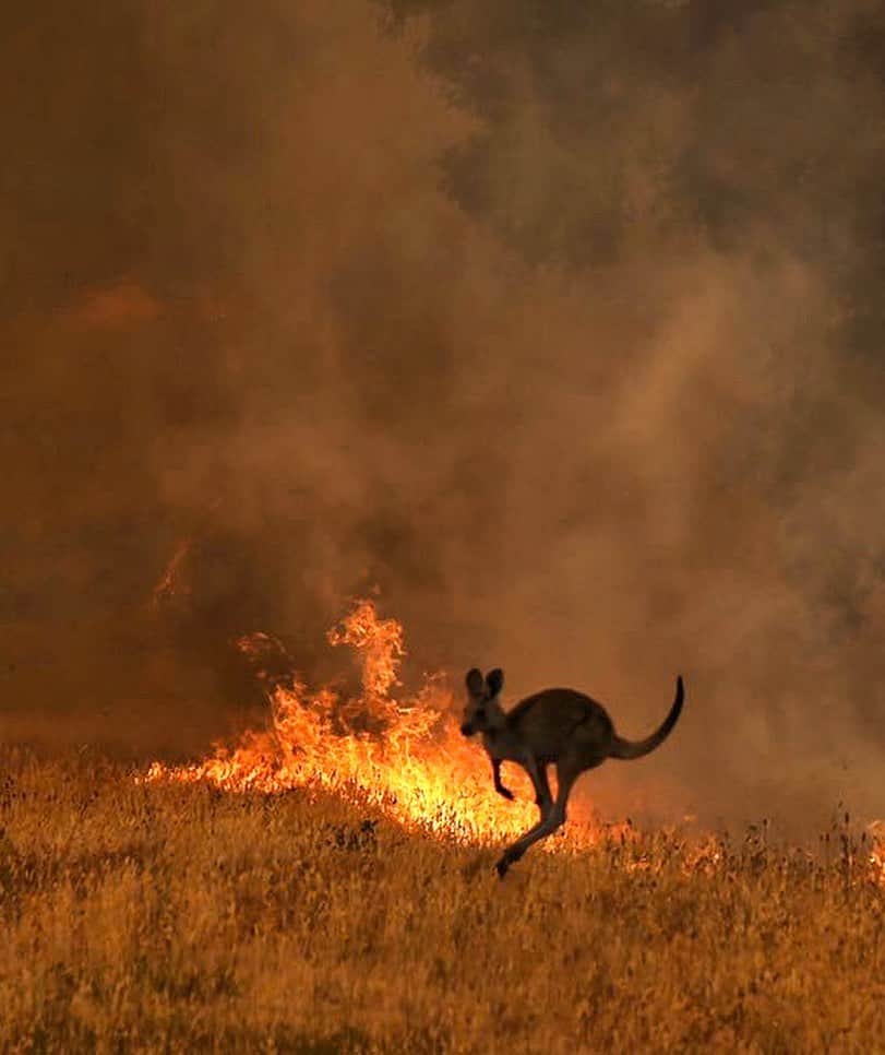 NICOLAS SIMOESさんのインスタグラム写真 - (NICOLAS SIMOESInstagram)「These images makes me sad and speechless. Half of billion animals has died and over 20 millions hectares has burnt. Take a few minutes of your time to spread the word, regram that post, donate if you can to help out, even 1$ can make a little difference. A state of emergency has been declared in NSW and its both our human environment and wild population that is in danger. More in stories and all the organisations below ⬇️ *  @redcrossau • @wwf_australia • @nswrfs • @wireswildliferescue • @wildcareaustralia • @wildtofree • @wwf • @wwffrance • @portmacquariekoalahospital」1月4日 22時00分 - nicolassimoes