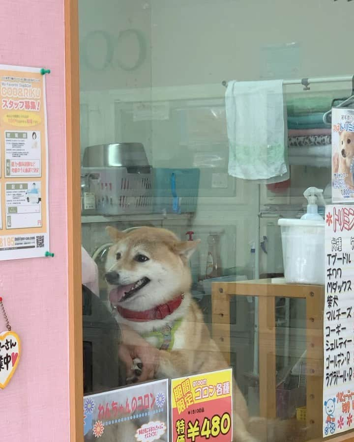 柴犬ハル&保護犬すずのインスタグラム