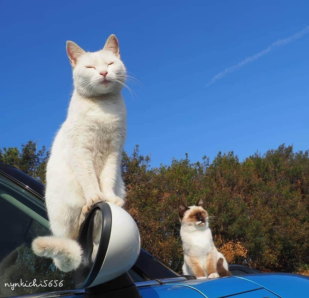 路地裏のにゃん吉さんのインスタグラム写真 - (路地裏のにゃん吉Instagram)「今年もよろしくシロタン、たぬー 生きようぜ👍✨ #生き抜け野良猫  #แมว #igersjp#のらねこ部#猫#ねこすたぐらむ#ねこ部#straycat #ほっとするひととき_jt #にゃんすたぐらむ#みんねこ #cats#ファインダー越しの私の世界 #catsofinstagram#catstocker#gatto#catloversclub#ペコねこ部#ピクネコ #東京カメラ部#icu_japan#team_jp_西 #고양이#nekoclub #catstagram#カメラのキタムラ #bestcatclub #gallery_legit #balousfriends#love_bestjapan」1月4日 22時32分 - nyankichi5656