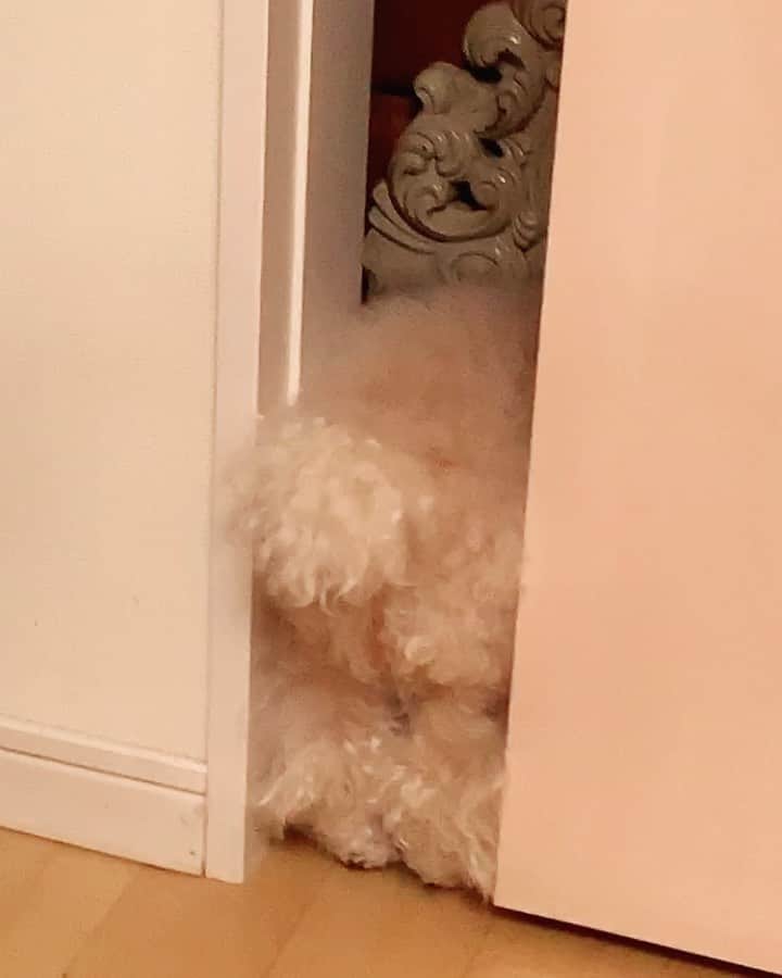 のインスタグラム：「2020 mood🐾 #後ろ姿だけで考えてることわかるわい #dog」