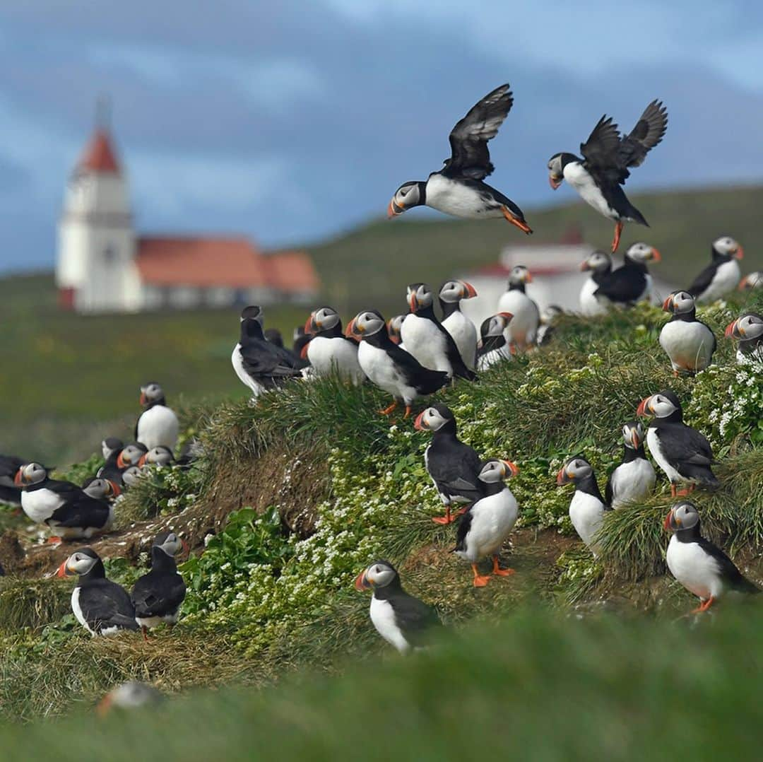 Thomas Peschakさんのインスタグラム写真 - (Thomas PeschakInstagram)「Did you know that seabirds use tools? Alongside primates, parrots and crows, Atlantic puffins have recently been documented using tools in Iceland. On the small island of Grimsey puffins use sticks to scratch themselves and possibly even remove ticks with. In 2017 I spent a month in Iceland photographing Atlantic puffins as part of my @natgeo magazine story about the global seabird crisis. Unfortunately I never got to see puffins using tools on Grimsey or at any of the other colonies I visited, but was able to make a few memorable images showcasing the life of Puffins underneath the northern midnight sun. To read more about puffin tool use I highly recommend the scientific publication by Fayet, Hansen and Biro: Evidence of tool use in a seabird. Proceedings of the National Academy of Sciences. Published online December 30, 2019. DOI: 10.1073/pnas.1918060117 #puffins #seabirds #iceland」1月5日 0時12分 - thomaspeschak