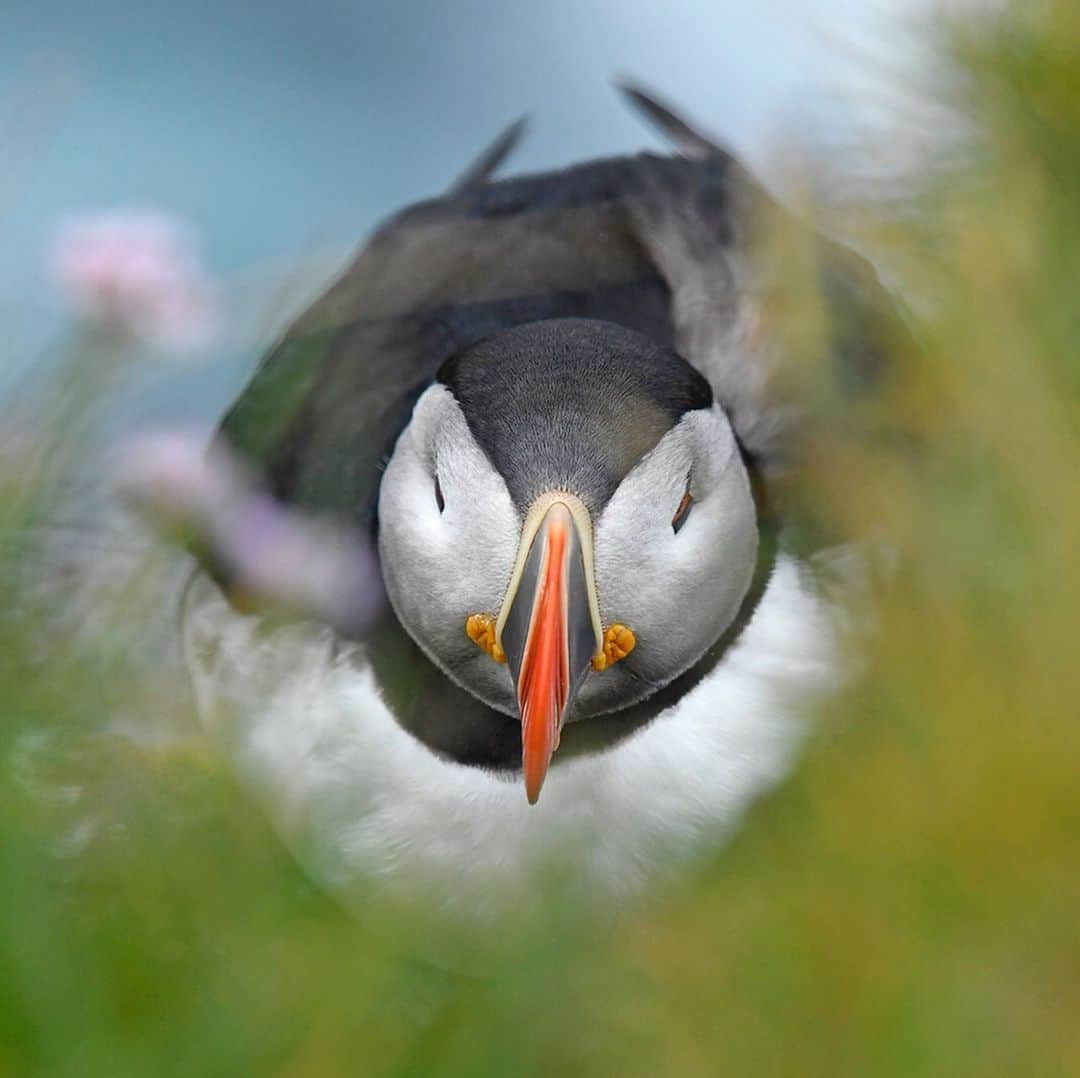 Thomas Peschakさんのインスタグラム写真 - (Thomas PeschakInstagram)「Did you know that seabirds use tools? Alongside primates, parrots and crows, Atlantic puffins have recently been documented using tools in Iceland. On the small island of Grimsey puffins use sticks to scratch themselves and possibly even remove ticks with. In 2017 I spent a month in Iceland photographing Atlantic puffins as part of my @natgeo magazine story about the global seabird crisis. Unfortunately I never got to see puffins using tools on Grimsey or at any of the other colonies I visited, but was able to make a few memorable images showcasing the life of Puffins underneath the northern midnight sun. To read more about puffin tool use I highly recommend the scientific publication by Fayet, Hansen and Biro: Evidence of tool use in a seabird. Proceedings of the National Academy of Sciences. Published online December 30, 2019. DOI: 10.1073/pnas.1918060117 #puffins #seabirds #iceland」1月5日 0時12分 - thomaspeschak