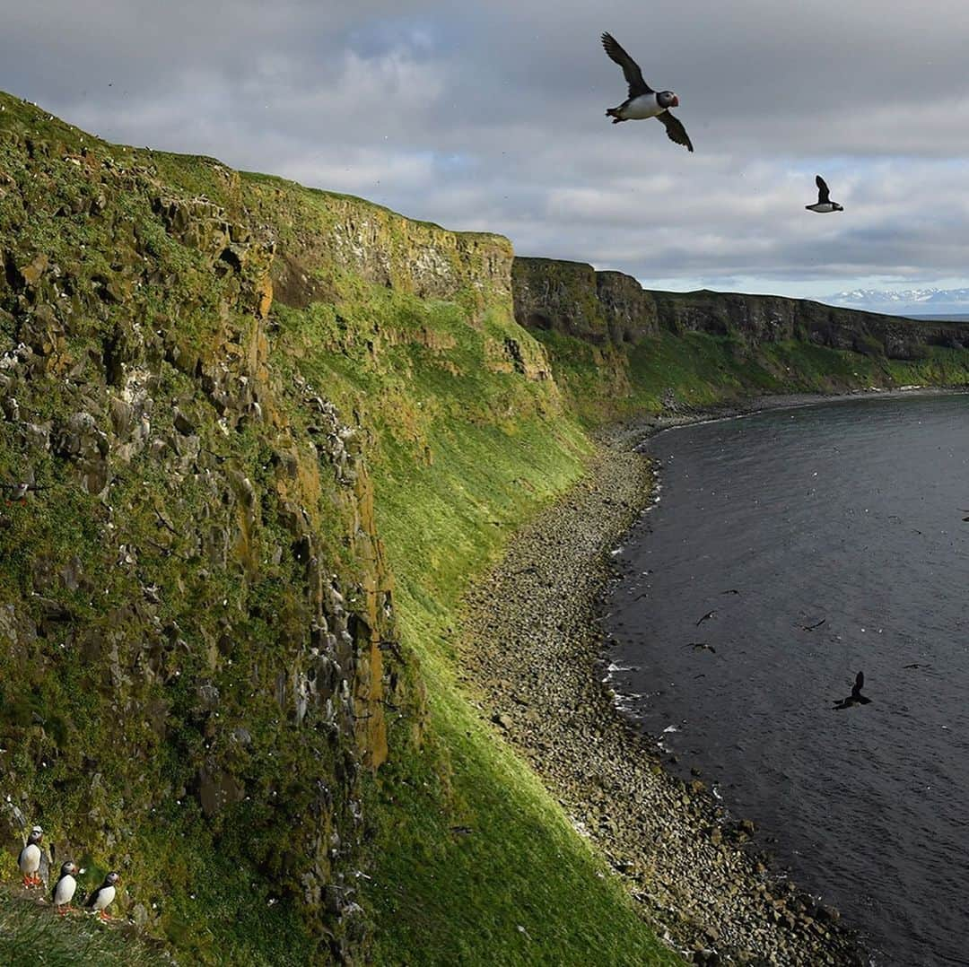 Thomas Peschakさんのインスタグラム写真 - (Thomas PeschakInstagram)「Did you know that seabirds use tools? Alongside primates, parrots and crows, Atlantic puffins have recently been documented using tools in Iceland. On the small island of Grimsey puffins use sticks to scratch themselves and possibly even remove ticks with. In 2017 I spent a month in Iceland photographing Atlantic puffins as part of my @natgeo magazine story about the global seabird crisis. Unfortunately I never got to see puffins using tools on Grimsey or at any of the other colonies I visited, but was able to make a few memorable images showcasing the life of Puffins underneath the northern midnight sun. To read more about puffin tool use I highly recommend the scientific publication by Fayet, Hansen and Biro: Evidence of tool use in a seabird. Proceedings of the National Academy of Sciences. Published online December 30, 2019. DOI: 10.1073/pnas.1918060117 #puffins #seabirds #iceland」1月5日 0時12分 - thomaspeschak