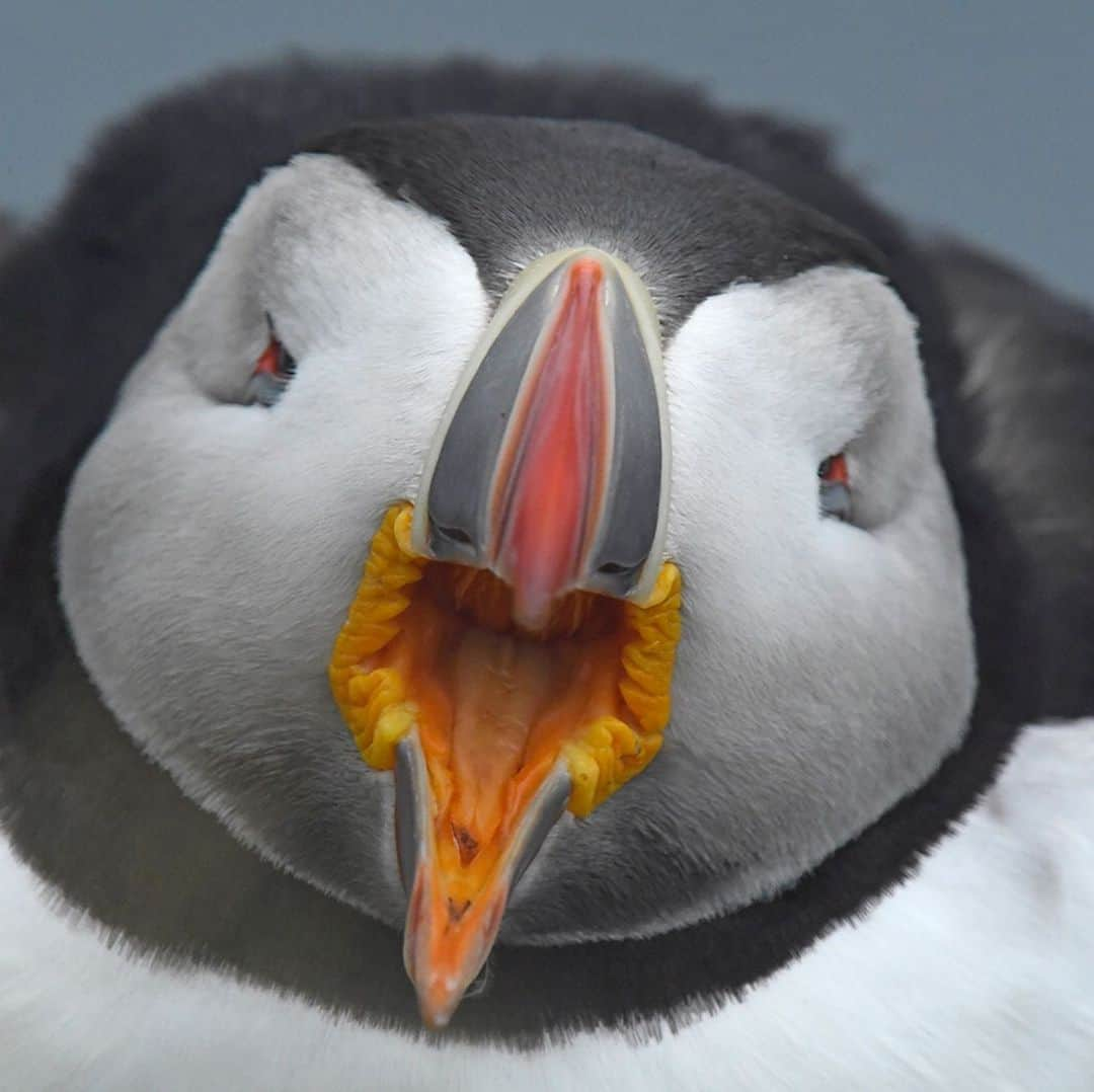 Thomas Peschakさんのインスタグラム写真 - (Thomas PeschakInstagram)「Did you know that seabirds use tools? Alongside primates, parrots and crows, Atlantic puffins have recently been documented using tools in Iceland. On the small island of Grimsey puffins use sticks to scratch themselves and possibly even remove ticks with. In 2017 I spent a month in Iceland photographing Atlantic puffins as part of my @natgeo magazine story about the global seabird crisis. Unfortunately I never got to see puffins using tools on Grimsey or at any of the other colonies I visited, but was able to make a few memorable images showcasing the life of Puffins underneath the northern midnight sun. To read more about puffin tool use I highly recommend the scientific publication by Fayet, Hansen and Biro: Evidence of tool use in a seabird. Proceedings of the National Academy of Sciences. Published online December 30, 2019. DOI: 10.1073/pnas.1918060117 #puffins #seabirds #iceland」1月5日 0時12分 - thomaspeschak